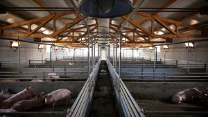 Équipements d’élevage : les solutions pour aménager son exploitation