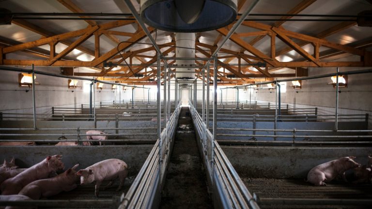 Équipements d’élevage : les solutions pour aménager son exploitation